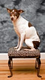 Rat terrier dog sits on a leopard skin foot rest Stock Images Rat terrier dog sits on a leopard skin foot rest Stock Images