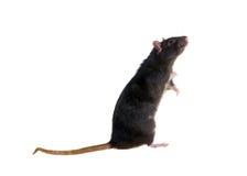 Rata negra derecha Rata negra derecha