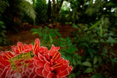 Raticulated Glass Frog, Hyalinobatrachium valerioi, nature habitat, animal with big red eyes, in forest river. Frog from Costa Ric Stock Image Raticulated Glass Frog, Hyalinobatrachium valerioi, nature habitat, animal with big red eyes, in forest river. Frog from Costa Ric Stock Image