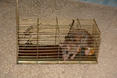 Rato em uma armadilha fotografia de stock Rato em uma armadilha fotografia de stock