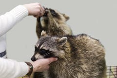 Ratons laveurs au zoo, alimentation de main images libres de droits Ratons laveurs au zoo, alimentation de main images libres de droits