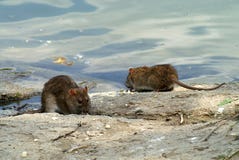 Ratten Ratten