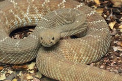 Rattle Snake Royalty Free Stock Photo