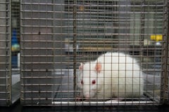 Ratto del laboratorio dell'albino (norvegicus del rattus) bloccato in gabbia immagini stock libere da diritti Ratto del laboratorio dell'albino (norvegicus del rattus) bloccato in gabbia immagini stock libere da diritti