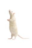 Ratto dell'albino