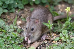 Ratto di Brown selvaggio