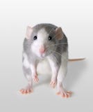 Ratto infelice