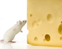 Ratón blanco Ratón blanco