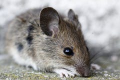 Ratón de madera