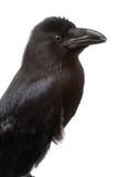 Raven Raven