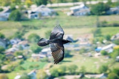 Raven flies over their possessions