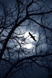 Raven midnight