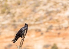 A raven perched on the end of a dead branch looks over it`s shoulder stock photography A raven perched on the end of a dead branch looks over it`s shoulder stock photography