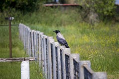 Raven sur la fronti?re de s?curit? corbeau attentif Ressort image libre de droits Raven sur la fronti?re de s?curit? corbeau attentif Ressort image libre de droits