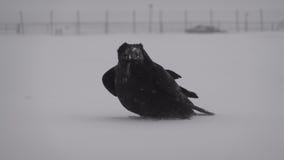 Raven withstanding snow storm wind slow motion close up