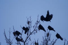 Ravens on the tree. stock photography Ravens on the tree. stock photography