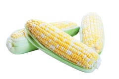 Raw Corn in Husks