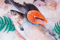 Raw Salmon On Ice Royalty Free Stock Photo