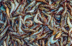 Lots of fresh raw sea shrimp royalty free stock image Lots of fresh raw sea shrimp royalty free stock image