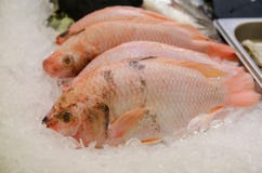Raw Tilapia fish for sale stock photography Raw Tilapia fish for sale stock photography