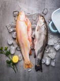 Raw whole trouts with ice cubes on concrete stone background. royalty free stock photos Raw whole trouts with ice cubes on concrete stone background. royalty free stock photos