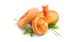 Raw Wild Saffron Milk Cap Mushrooms Isolated On White Background. Lactarius Deliciosus, Rovellons, Niscalos Mushroom Closeup Royalty Free Stock Photography Raw Wild Saffron Milk Cap Mushrooms Isolated On White Background. Lactarius Deliciosus, Rovellons, Niscalos Mushroom Closeup Royalty Free Stock Photography