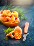 Raw Wild Saffron Milk Cap Mushrooms On Dark Old Rustic Background. Lactarius Deliciosus, Rovellons, Niscalos Mushroom Closeup Royalty Free Stock Images Raw Wild Saffron Milk Cap Mushrooms On Dark Old Rustic Background. Lactarius Deliciosus, Rovellons, Niscalos Mushroom Closeup Royalty Free Stock Images