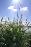 Rayons de soleil sur l'herbe ornementale Photo stock Rayons de soleil sur l'herbe ornementale Photo stock