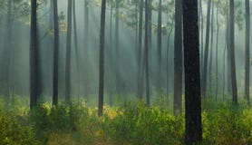 Rayons légers dans la forêt photographie stock libre de droits Rayons légers dans la forêt photographie stock libre de droits