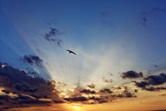 Rayos de sol en el cielo de la puesta del sol con el vuelo del pájaro foto de archivo libre de regalías Rayos de sol en el cielo de la puesta del sol con el vuelo del pájaro foto de archivo libre de regalías