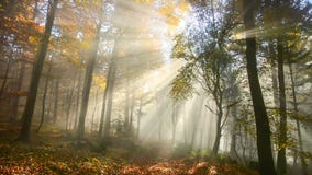 Rayos solares hermosos en un bosque brumoso del otoño metrajes Rayos solares hermosos en un bosque brumoso del otoño metrajes