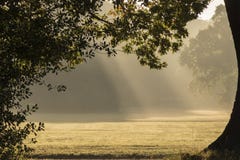 Rays of sunshine on Southampton Common stock image Rays of sunshine on Southampton Common stock image