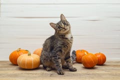Rayures mignonnes chat et potiron sur une table en bois sur un fond o image libre de droits Rayures mignonnes chat et potiron sur une table en bois sur un fond o image libre de droits