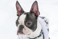 Raza Boston Terrier del perro fotografía de archivo Raza Boston Terrier del perro fotografía de archivo