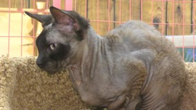 Razas del gato de Sphynx Razas del gato de Sphynx