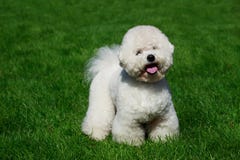 A raça Bichon Frise do cão fotografia de stock royalty free A raça Bichon Frise do cão fotografia de stock royalty free