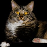Raça Cat With Stunning Yellow Eyes da mistura do rabo cortado do americano imagens de stock Raça Cat With Stunning Yellow Eyes da mistura do rabo cortado do americano imagens de stock