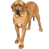 raça do grande dinamarquês da jovem corça do cão doméstico do esboço do vetor ilustração stock raça do grande dinamarquês da jovem corça do cão doméstico do esboço do vetor ilustração stock