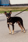 Raça Manchester Toy Terrier do cão Foto de Stock Royalty Free Raça Manchester Toy Terrier do cão Foto de Stock Royalty Free