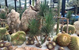 ?rbol hermoso del cactus en los jardines al aire libre y los parques fotos de archivo ?rbol hermoso del cactus en los jardines al aire libre y los parques fotos de archivo