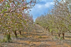 ?rboles de almendra de florecimiento en el campo imagen de archivo ?rboles de almendra de florecimiento en el campo imagen de archivo