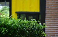 ?rboles y flores plantados como cerca delante de la casa imagen de archivo libre de regalías ?rboles y flores plantados como cerca delante de la casa imagen de archivo libre de regalías