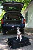 Ready To Go - Dog On A Suitcase Royalty Free Stock Photo