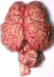 Real Brain. Close-up of a real brain organ (bovine Real Brain. Close-up of a real brain organ (bovine