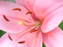 Real Pink Flower Backgrounds Stock Images Real Pink Flower Backgrounds Stock Images