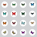 Realistic Checkerspot, Danaus Plexippus, Morpho Hecuba And Other Vector Elements. Set Of Moth Realistic Symbols Also royalty free illustration Realistic Checkerspot, Danaus Plexippus, Morpho Hecuba And Other Vector Elements. Set Of Moth Realistic Symbols Also royalty free illustration