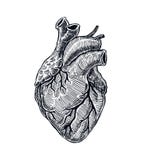Realistic Human Heart Stock Images