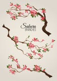 Realistic sakura japan cherry branch with blooming flowers vector illustration vector illustration Realistic sakura japan cherry branch with blooming flowers vector illustration vector illustration