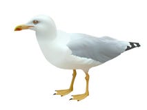 Realistic Seagull Sea Bird Standing On Its Feet On A White