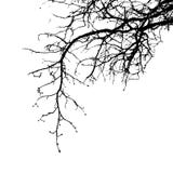 Realistic tree branches silhouette Vector illustration.Eps10 vector illustration Realistic tree branches silhouette Vector illustration.Eps10 vector illustration